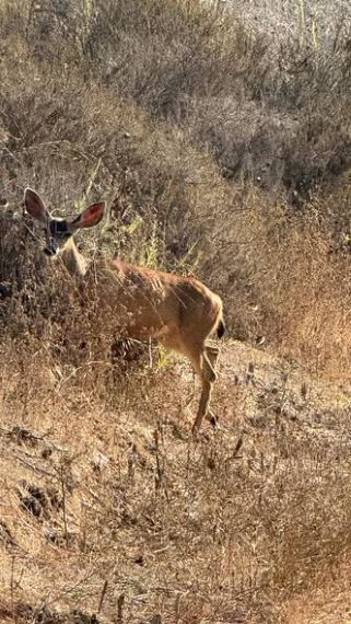 deer la 1.jpg